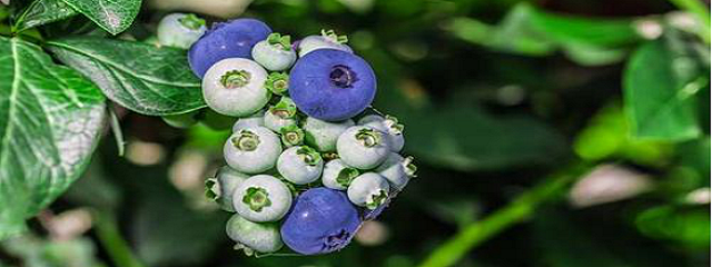 蓝莓成熟的季节是几月，蓝莓的成熟季节是几月份（蓝莓树几年结果）