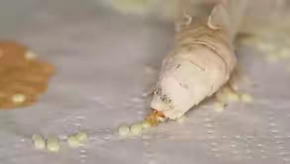 蚕卵孵化需要多少天，蚕卵孵化需要多少天（你小时候养过蚕吗）