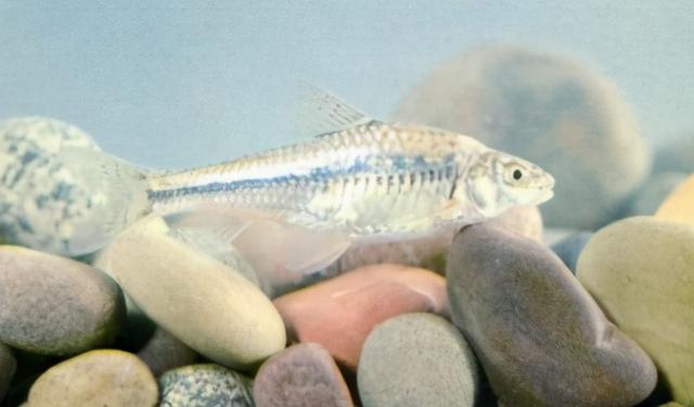 淡水观赏鱼种类，淡水观赏鱼的种类大全！（中国淡水观赏鱼图集<一>）