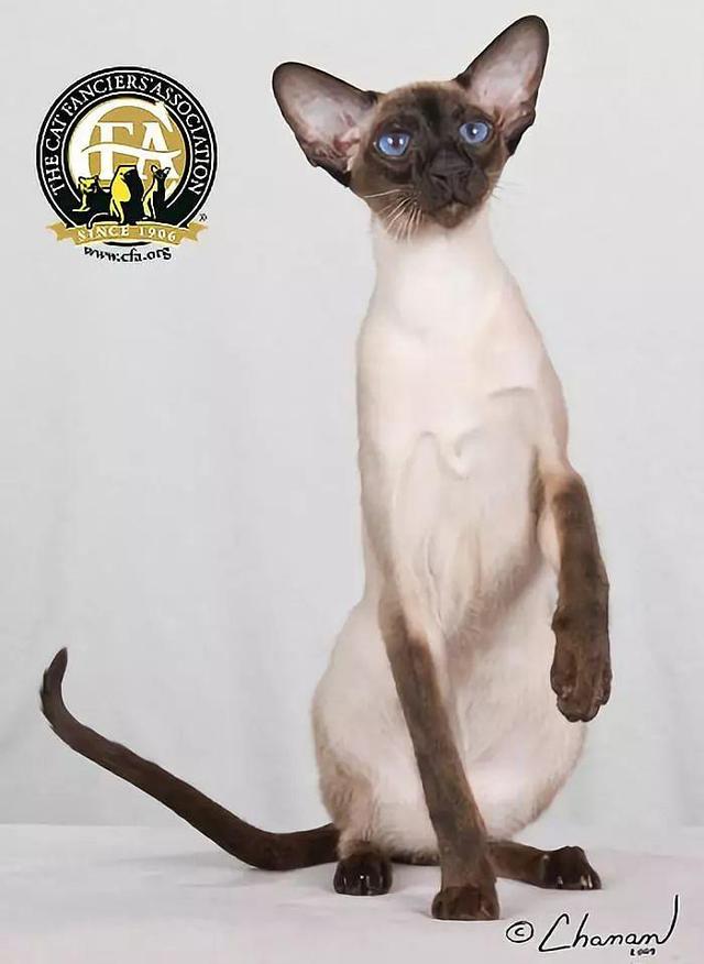 虎斑暹罗猫，银渐层、重点色、虎斑傻傻分不清（海豹虎斑暹罗猫）