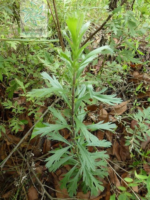 牡蒿是什么植物，牡蒿的功效与作用别名（中药材牡蒿）