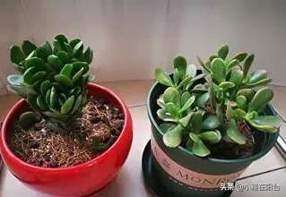 小虫怎么消灭小窍门，小飞虫怎么消灭最简单的方法厨房（花盆里有小虫子）