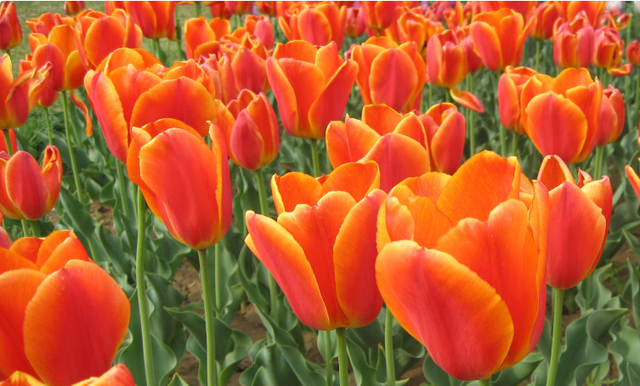 郁金香有毒吗 适合室内养吗，郁金香有毒吗（这3种“毒花”家里不要养）