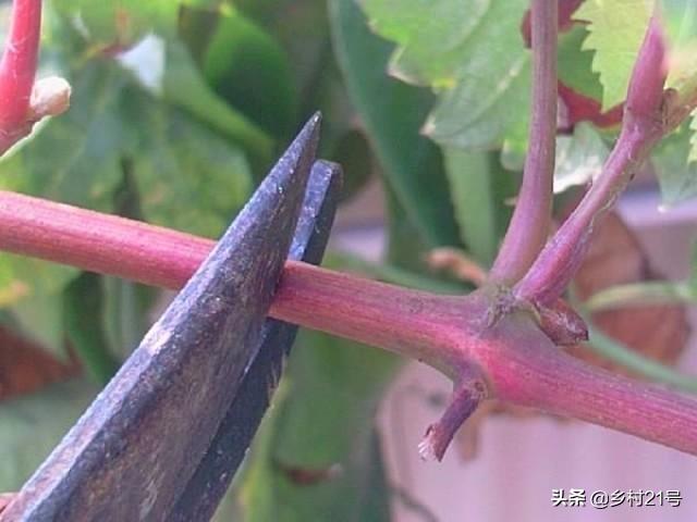 葡萄树怎么嫁接，嫁接葡萄树方法视频（葡萄嫁接种植有妙招）