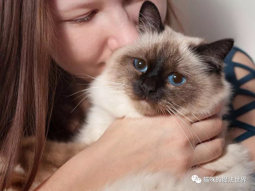 伯曼猫国内多少钱 伯曼猫价位