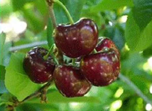 最甜的樱桃品种是哪几种，全球极具潜力的十个甜樱桃品种