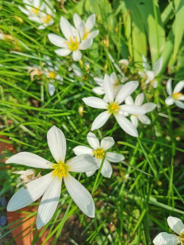 生僻唯美的花名，生僻唯美的花名四字（6种小众花）