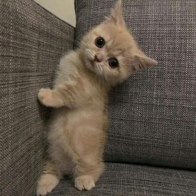 猫咪宝贝头像微信，猫咪宝贝头像（微信头像猫咪可爱搞怪）