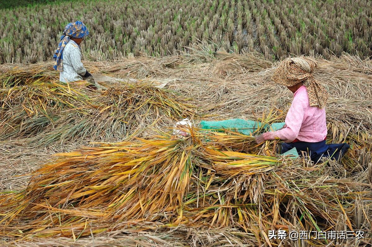 农业税取消的真正原因解析（国家为什么要全面取消农业税）