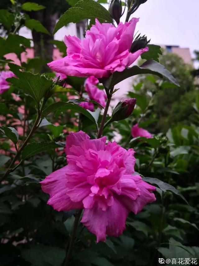 生僻唯美的花名，生僻唯美的花名四字（6种小众花）