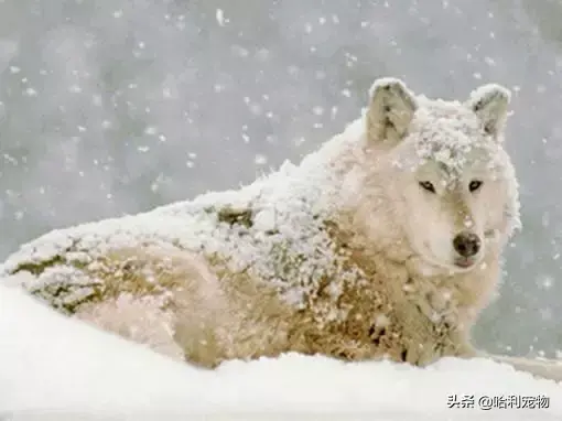 哈士奇和狼的区别有哪些，狼与哈士奇的区别（哈士奇与狼的区别）