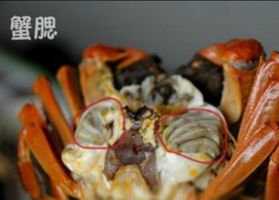 螃蟹蒸几分钟啊，螃蟹一般蒸几分钟合适（教你正确的做法和吃法）