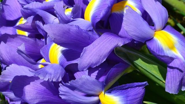 什么花是蓝色的，什么花是淡蓝色的（夏季种花就得选“清凉花”）