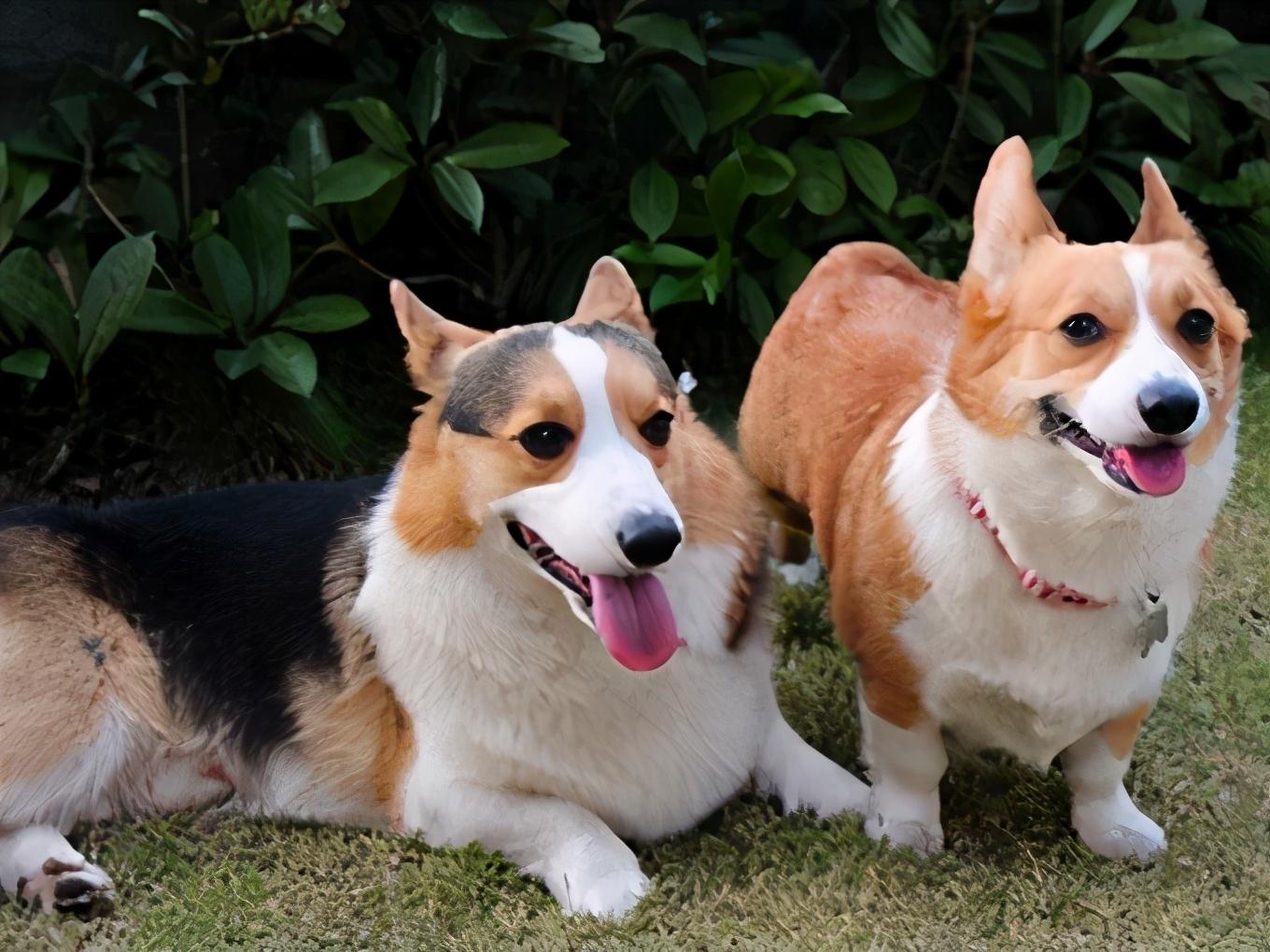 柯基犬幼犬多少钱一只(让我告诉你) - 价格百科