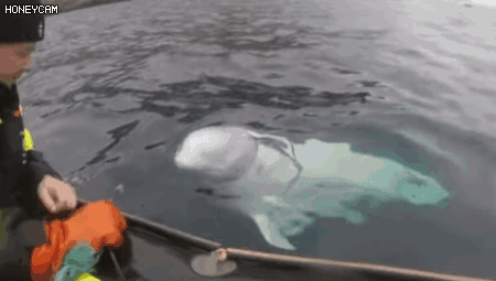 海豚和白鲸的区别，白鲸为什么是海豚（妹子的iPhone掉进大海后）