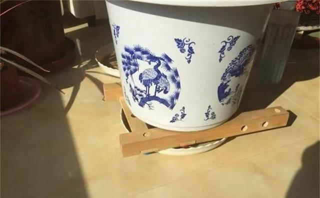 东洋杜鹃怎么养，花开的比叶还多