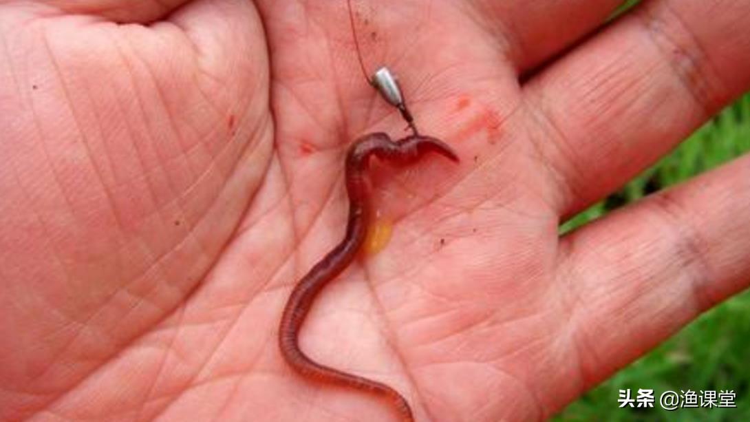 红虫怎么挂钩最好(如果你还不会以下2种挂蚯蚓的方法) - 去钓鱼