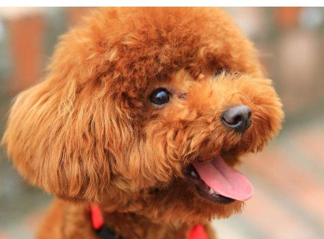 贵宾犬怎么养才不会被惯坏，泰迪犬<贵宾犬>怎么养才听话