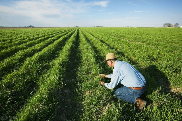 草鱼苗怎么养最长的快，牢记3种草，草鱼吃后蹭蹭长