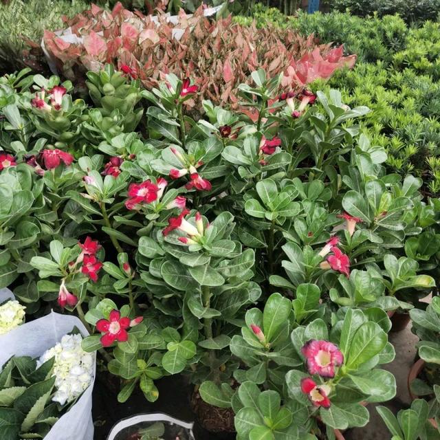 荷花最好看的品种是什么，这花最好看、最好养