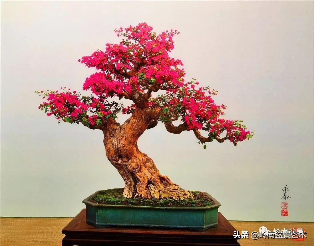 文人式三角梅盆景(我只说一个"服"字!) - 彝家农业网
