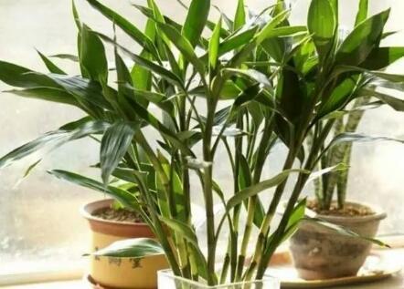 芦荟开花，总以为芦荟不会开花（芦荟开花图片 什么预兆）