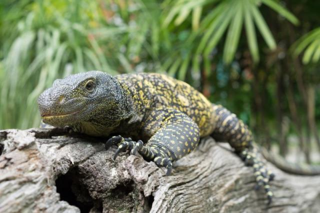 宠物蜥蜴种类，世界上最大的十种蜥蜴（宠物蜥蜴种类视频）