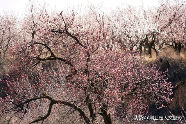 杏花村在山西的哪里，山西有没有杏花村（山西运城发现1个杏花村）