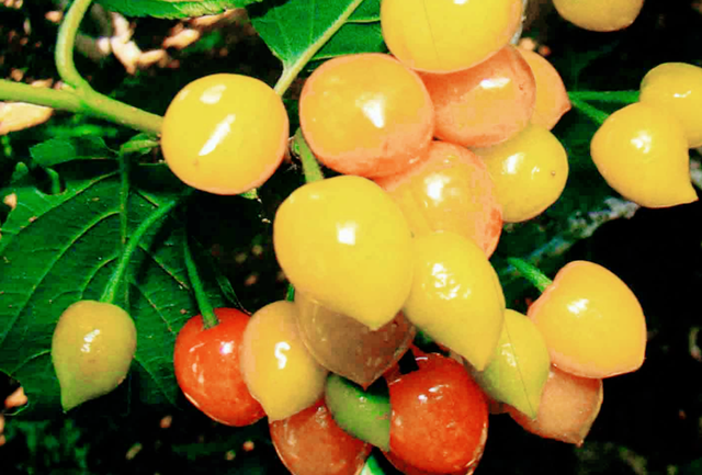 车厘子的寓意与象征，为什么总有人说“中国的樱桃是酸的