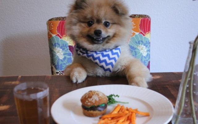 养狗注意事项，养狗注意事项禁止冷暴力（宠主早了解有助延长狗狗寿命）