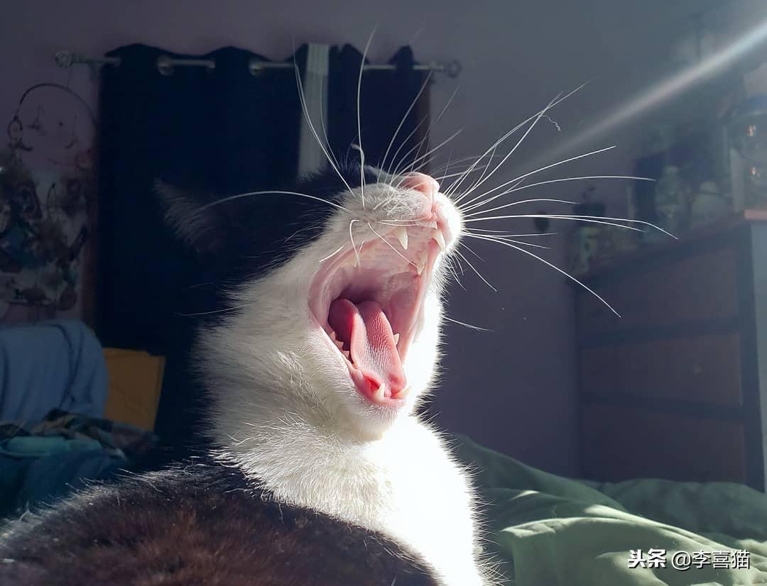 猫能吃猪肉吗(猫咪能喝蛋花汤吗)