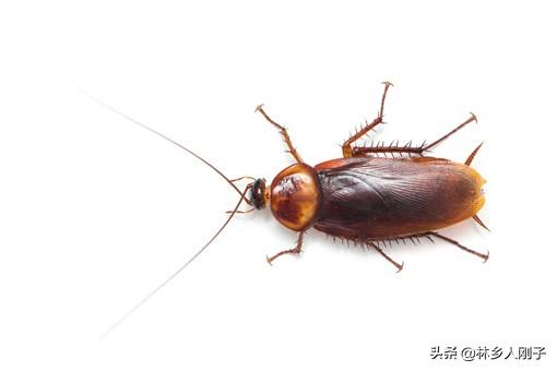 驱除蟑螂的小妙招，如何驱蟑螂妙招（灭蟑螂用什么方法效果最好）