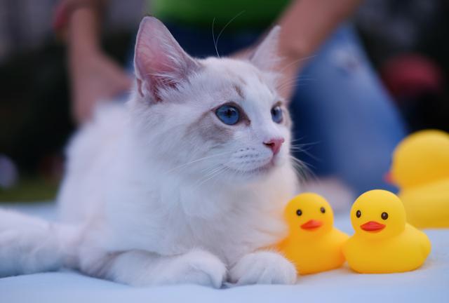 千万别和养猫的男生谈恋爱