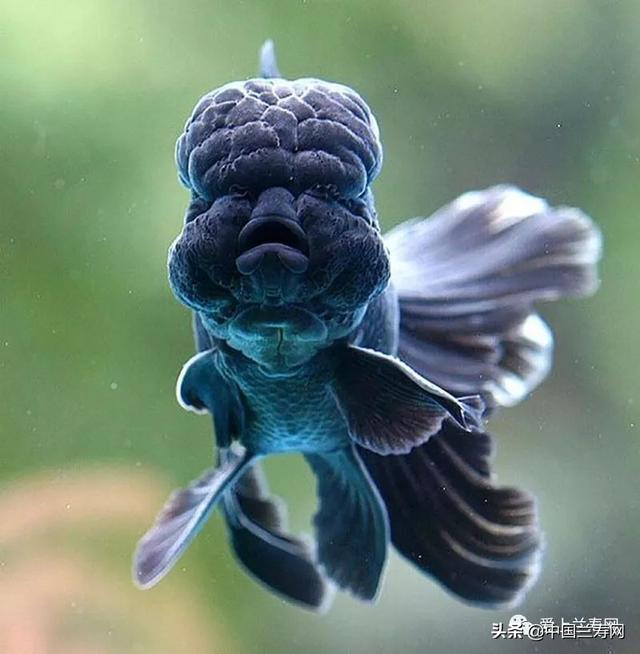 狮子头金鱼,金鱼品种介绍之 狮子头>(狮子头金鱼好养吗)