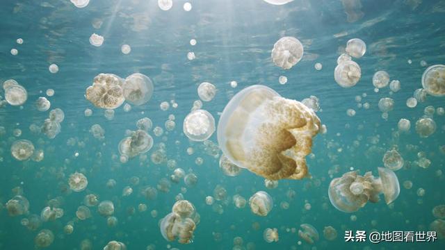 帕劳是什么国家，帕劳是什么国家帕劳人口面积（潜水胜地、上帝的水族馆、珊瑚伊甸园—帕劳是一个怎样的国家）