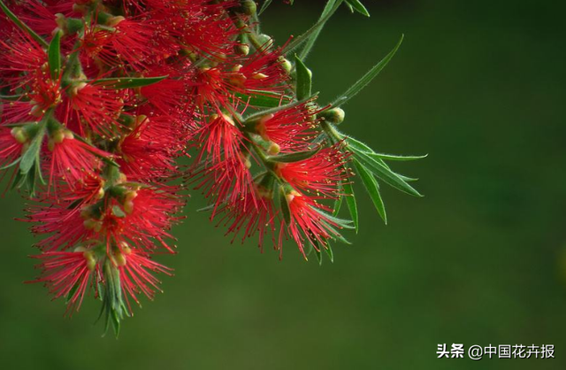 红千层的花语是什么，白千层的花语是什么（红千层的花色彩艳丽）