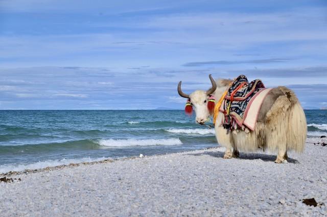 萍水相逢是什么意思，萍水相逢也是缘（萍水相逢何需多言）
