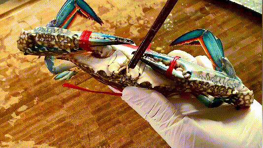 香辣梭子蟹的做法，秘制香辣梭子蟹的做法步骤是什么（秘制香辣蟹这样做才正宗）