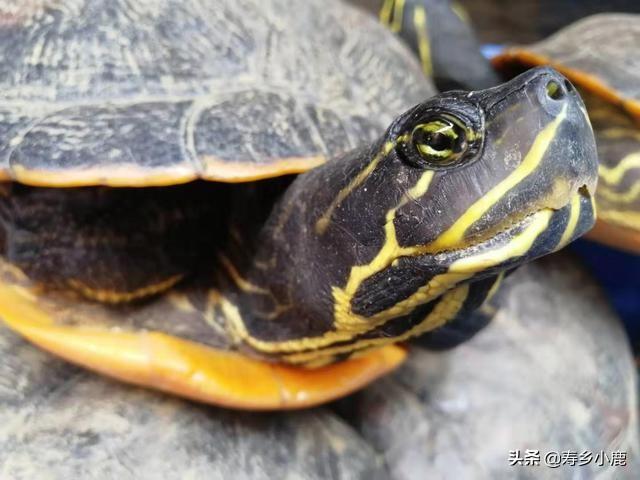 养龟的绿水要怎么培养，养殖户是如何培育绿水的