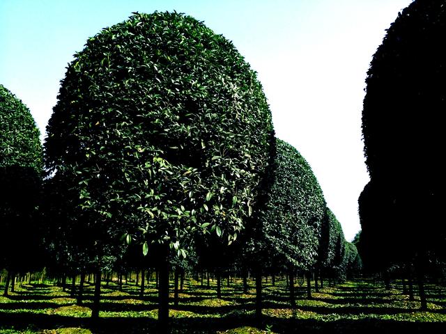 桂花树造型,桂花树造型图片大全(修剪后呈球形的桂花树)