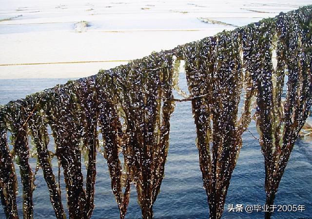 海菜种类大全集，海裙菜与紫菜区别（水产人带您认识一下大连海域常见的“海菜”）