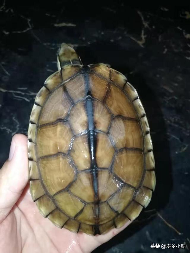 养金钱龟赚钱吗，养龟行业的分析（石金钱龟价格暴涨和暴跌的背后）