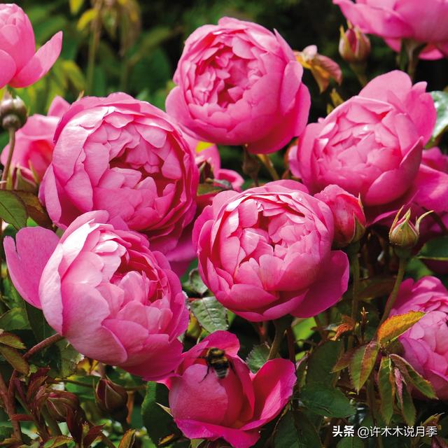 月季花一般都几月份开，月季花一般都几月份开花（怎么才能让月季开更多花呢）