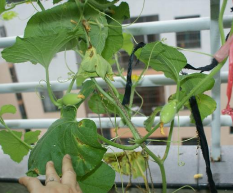 哈密瓜种植时间和方法，哈密瓜怎样种植（在家种''哈密瓜''）