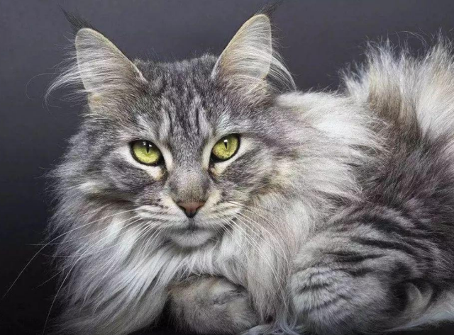 缅因猫怎么样，缅因猫有哪些特点（这6个缺点让人“望而生畏”）