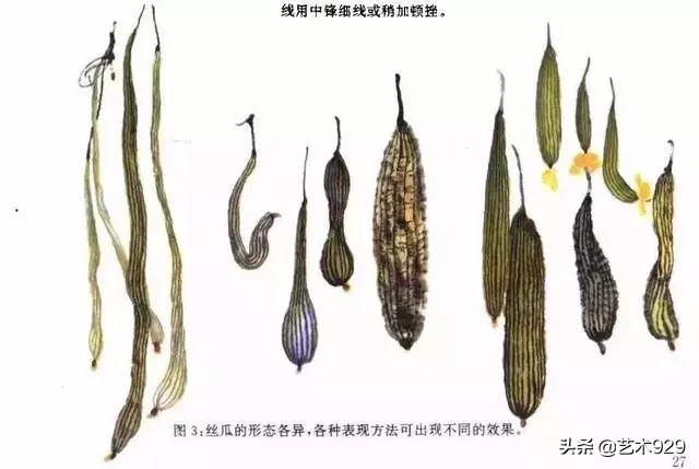 丝瓜喜欢阴还是阳，丝瓜苗喜阳还是阴（一教就会，国画丝瓜的写意画法）