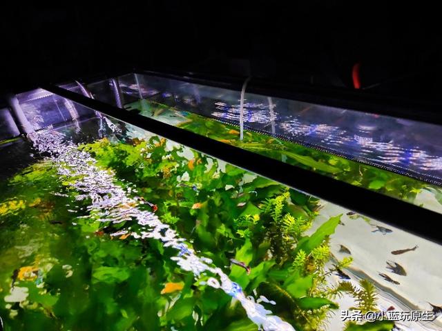 黄褐藻怎么去除，怎样清除褐藻（鱼缸爆褐藻的详细原因）