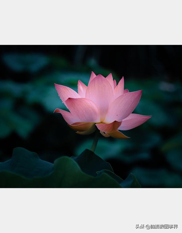 荷花图片，荷花图片大全真实照片（分享18张实拍荷花照）