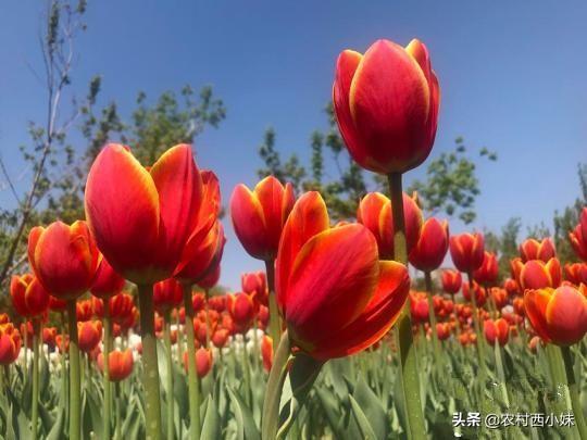 郁金香什么时候开花，北京郁金香什么时候开花（郁金香的开花时间与养护方法）