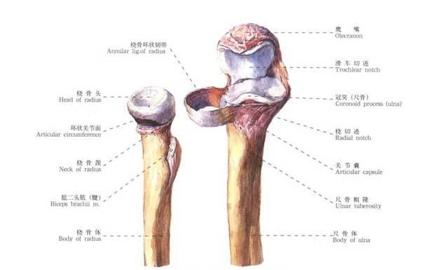 肘击有多大的威力，肘击怎样威力大（对方的头骨都可能会被干裂）